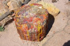 Petrified Forest  021