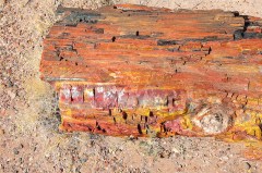 Petrified Forest  023