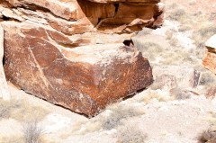 Petrified Forest  036