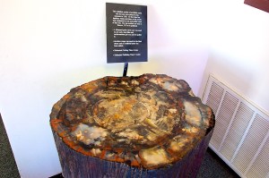 Petrified Forest 1  014