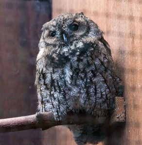 Western Screech Owl