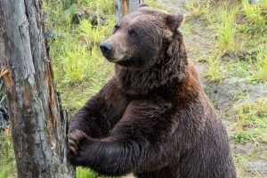 Bear scratching post