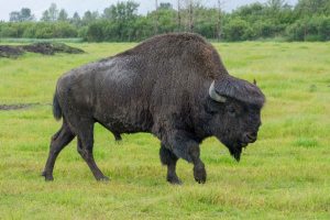 American Wood Bison