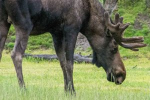 Moose munching