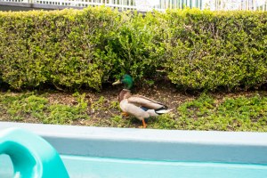 Disneyland DCA 2015-6538