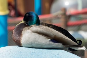 Disneyland DCA 2015-6608