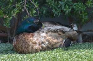 Disneyland DCA 2015-6955