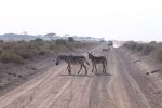 Traffic jam in Amboseli Park.