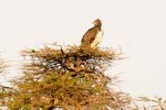 Martial Eagle