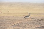 Kori Bustard
