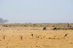 Amboseli Park, It is not uncommon for many different animals to share the forage. (7)