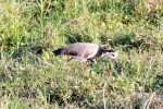 Lapwing, Long-Toed