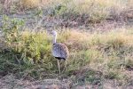Bustard, Harlaub's