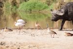 Stork, Yellow-billed; Goose, Egyptian; Stilt, Black-winged; Plover, Blacksmith
