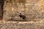 Vulture, Lappet-faced