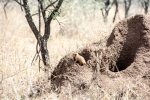 Dwarf Mongoose standing watch in an abandoned termite mound