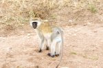 Vervet Monkey