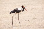 Stork, Saddle-billed