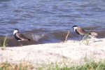 Plover, Spur-Winged (Lapwing)