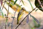 Weaver, Yellow-backed female or juvenile