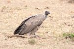 Vulture, White-backed