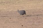 Guinea Fowl, Helmeted