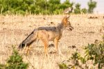 Jackal with Crowned Plover (Lapwing) in the distance