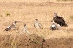 Vulture, Lappet-faced; Vulture, White-backed
