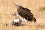 Vulture, Lappet-faced; Vulture, White-backed