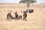 Another group lunching amongst the wildebeest