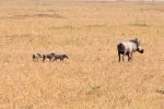 Young warthogs