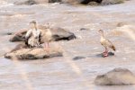 Vulture, White-backed; Goose, Egyptian