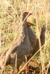 Spurfowl, Red-necked