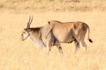 Male Eland
