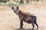 A very pregnant hyena