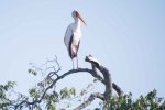 Stork, Yellow-billed