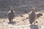 Sand Grouse, Yellow-throated