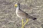 Plover, African Wattled (Lapwing)