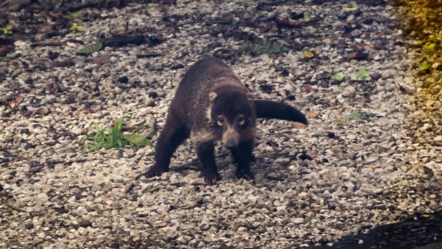 2018-11-16 12.37.08-2-1237.111618